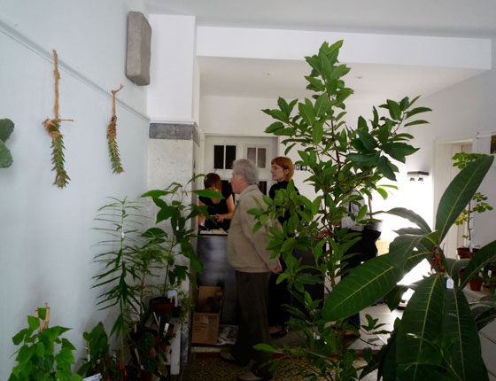 ENEDAS - ein Pflanzenladen